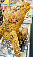 Large-Size Ring-Necked Pheasant Taxidermy Mounted on Driftwood, Highly Detailed