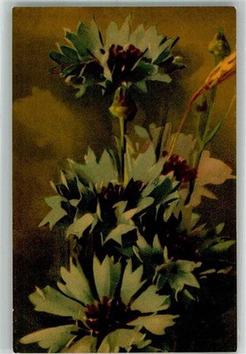 10737853 - Kornblumen Wenau W. u. N. No. 512 Klein, C. / C. Klein