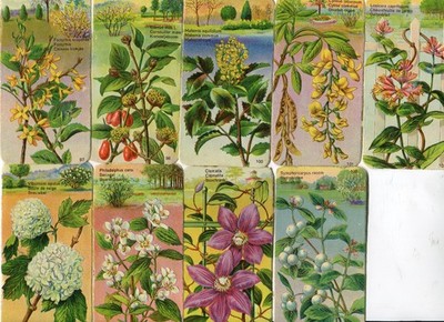 GlanzbilderOblaten scraps Blumenbilder (9)  von L & B Nr. 33622
