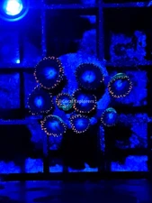 CE- WYSIWYG Superman Zoa Zoanthid Frag Live Coral LPS SPS #R1GE14