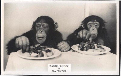 Schimpansen Gordon & Steve in ''Tea for Two'' im BRIGHTON Aquarium. Echt | Foto PC-Typ
