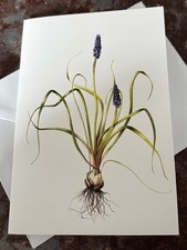 Grape Hyacinth Card Greeting Card Flower Birthday Card 