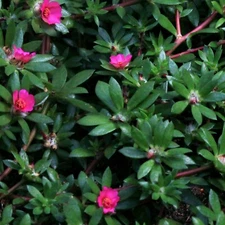 Pink moss rose paraguayan purslane ground cover - Portulaca amilis - 100+ seeds