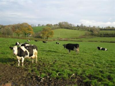 Photo 6x4 Cows at Dillay Tynan As ever curious animals come to investiga c2007