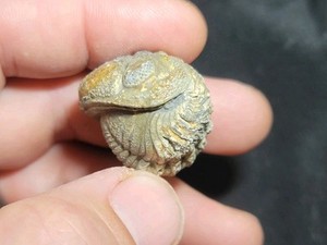 Nice Large rolled Phacops Barrandeops Trilobite fossil Devonian of Morocco 