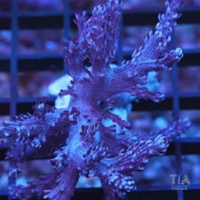 Red Kenya Tree - NOT WYSIWG | Live Softies Coral | Aquacultured