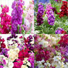 STOCK GIANT IMPERIAL MIXED 75 Seeds Grow FLOWERS Beautiful GARDEN