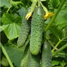 Cucumber seeds 50 cucumber Chernobryvtsy, heirloom organic rare seeds-893
