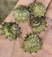 Astreas Snails/ Turbos/ Star- 25 pack