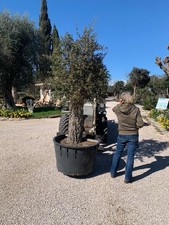 Pianta Quercia da Sughero Altezza 220/240 Cm VIVAINATURAMICA