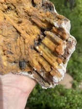 Agatized Fossil Coral, Lowndes County Georgia
