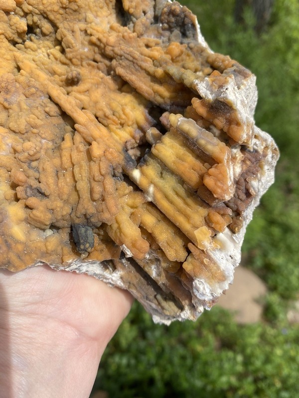 Agatized Fossil Coral, Lowndes County Georgia