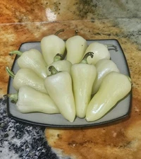 White Jalapeño Pepper Seeds (15) / RARE / Heirloom / Florida Grown / Easy