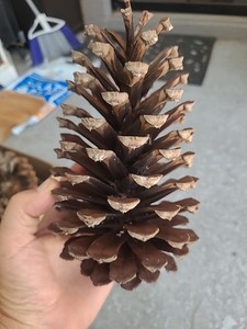 15 Count 6 To 6+1/2 Inch PINE CONES for Decorating/Floral/Crafts/Events/Dinners