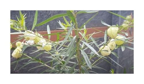 10x Ramifié Fruticosus Coton Plante de Soie Jardin Plantes - Graines B1102 - Photo 1/10