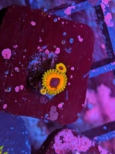 WYSIWYG RARE High End Great Owl Zoa Zoanthid Live Coral WWC Strat Krak Eye WWC