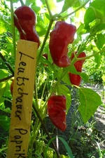 Leutschauer Paprika Pepper -  Dazzling red drying pepper