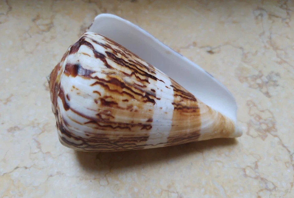 Conus vexillum sumatrensis 113.5 mm nice Pattern Nature massive shell Specimen - Image 2 of 4