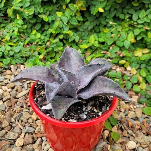 Mangave 'Night Owl' - Rare Succulent Agave Hybrid | Dark Foliage - Picture 3 of 6