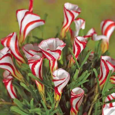 Candy Cane Sorrel Oxalis Versicolor Gartensamen Gartensamen 1Bag   