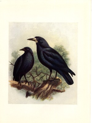 Bird Print - Book Plate, Rook, Adult, Young, c1907, Vintage Print