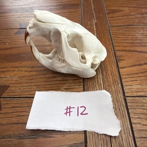 BEAVER SKULL With All Teeth Taxidermy Decor / Educational / Collection / Unique