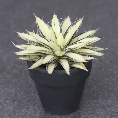 6CM Agave Filifera Princess Snow Yellow Mid-Variegated Succulent Agave Plant