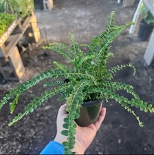 Lemon button fern | Nephrolepis cordifolia "Duffii"| 4in pot