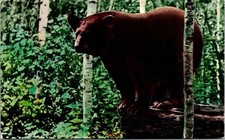 Black Bear Northlands Wisconsin Scenic Wildlife DB Cancel WOB Postcard