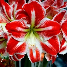 SPARTACUS AMARYLLIS Spectacular Red & White Flowers, LARGE Bulb, Check our Store