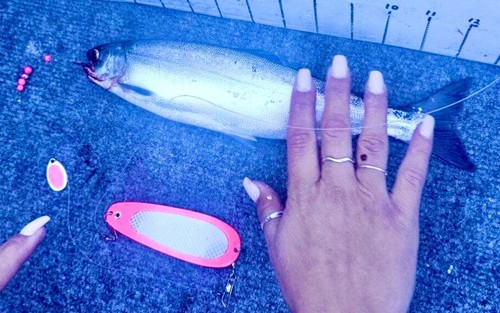 Kokanee Dodger: uv "PINK SURFER" - 第 4/4 張圖片