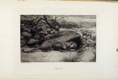 Original alter antiker Druck Wildkatze Leopard um 1898 The Encyclopedia Sport 19th