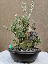 Old European Olive Bonsai Tree,,, sale 