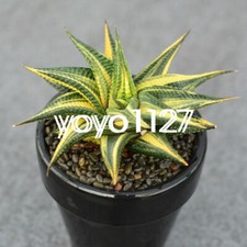Haworthia limifolia Marl Var plantas suculentas plantas en maceta hogar jardín bonsái