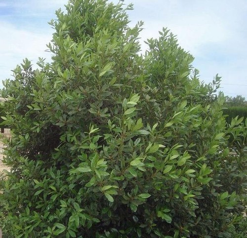 Laurus nobilis | Bay Laurel | Sweet Bay | 10 Seeds - Picture 6 of 7