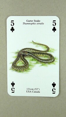 1 x playing card of a Garter Snake   5 of Clubs   T48