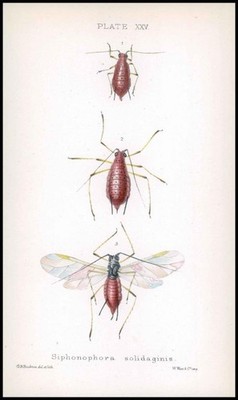 1881 Lithographie APHID Insekten Käfer SIPHONOPHORA SOLIDAGINIS weiblich (BA87)