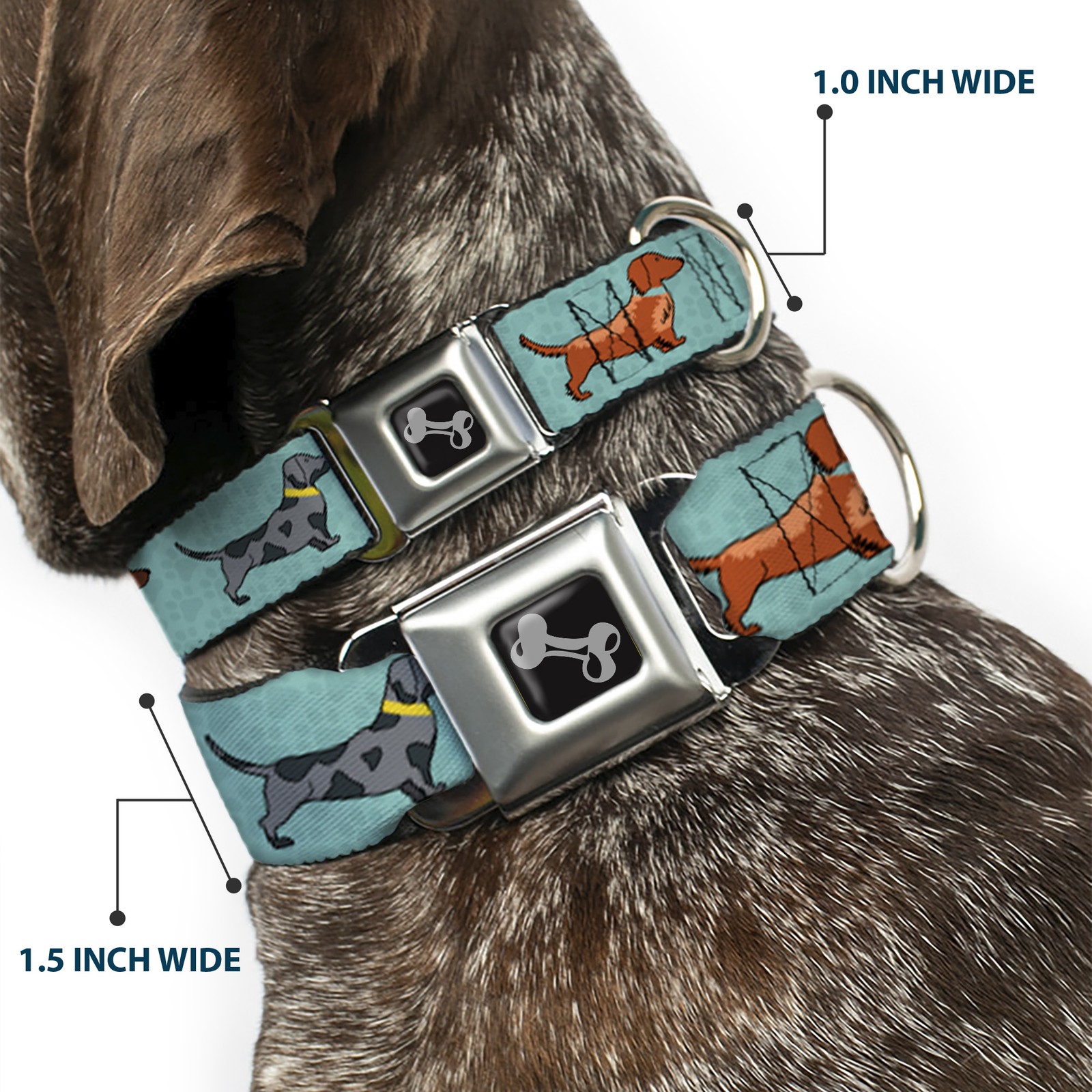 Dog Collar Bone Dachshund 4-Dogs/Paws Aquas WIDE-Medium 16-23"