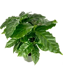 Coffee Plant Coffea Arabica Easy Air Purifying House Plants, 4" Pot
