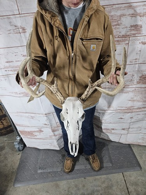 #ad #ad Wild 8 Point Whitetail Deer Antler Rack Horn Skull European Mount Man Cave 124quot; $109.00