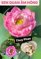 5 Lotus Seedings (Pink, Snow White, Royal, Guan Yin, Mini) - ready for potting