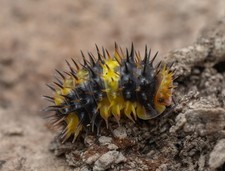 Laureola Lemon Isopod 5ct LAG 
