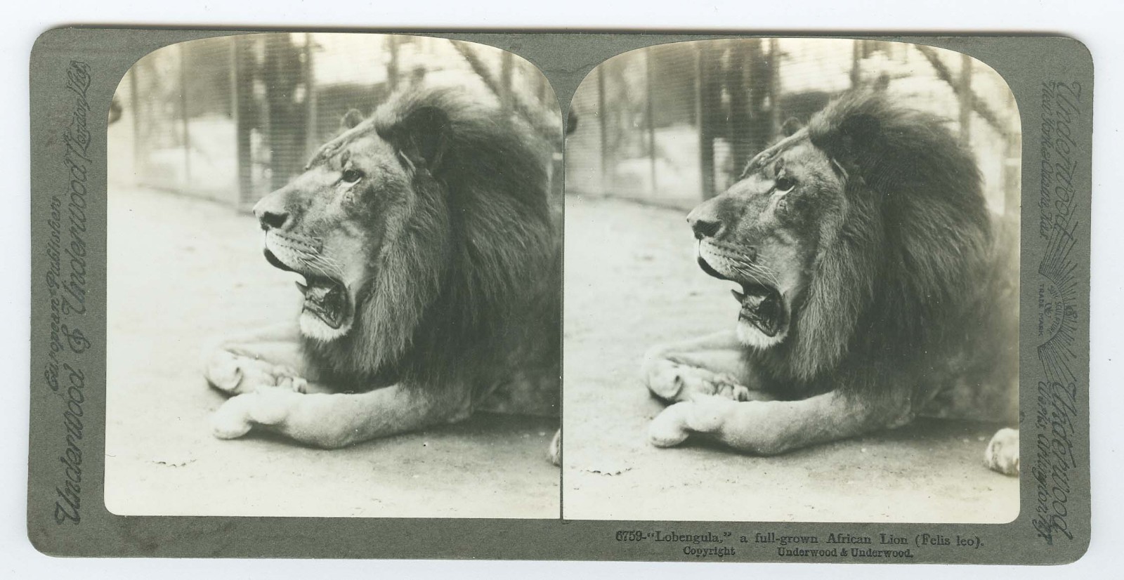 D1306~ AFRICAN LEOPARD c.1920 Stereoview - Underwood