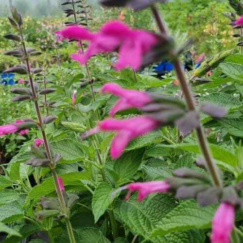 Salvia ‘Pink Amistad’ Pink/ White Flower Well Drained Hardy Summer Colour - Picture 7 of 9