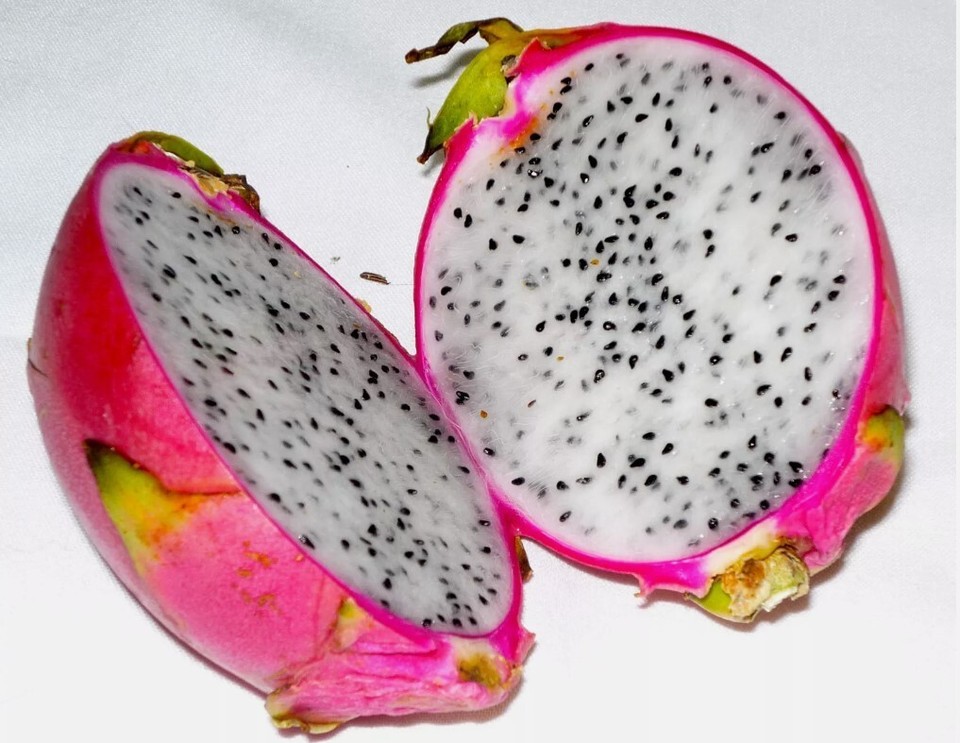 18-dragon-fruit-cactus-plant-w-pot-hylocereus-undatus-pitaya-self