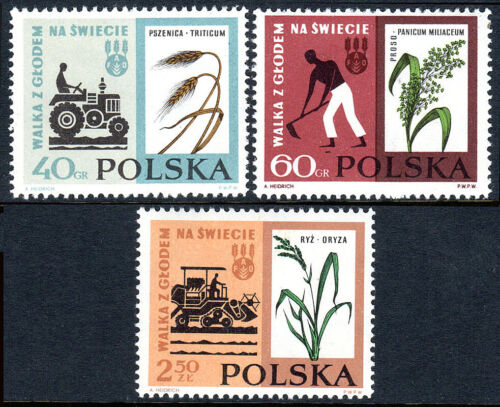 Polonia 1112-1114, estampillada sin montar o nunca montada. la libertad de hambre de la FAO CAMPAÑA. trigo, mijo, arroz, 1963
