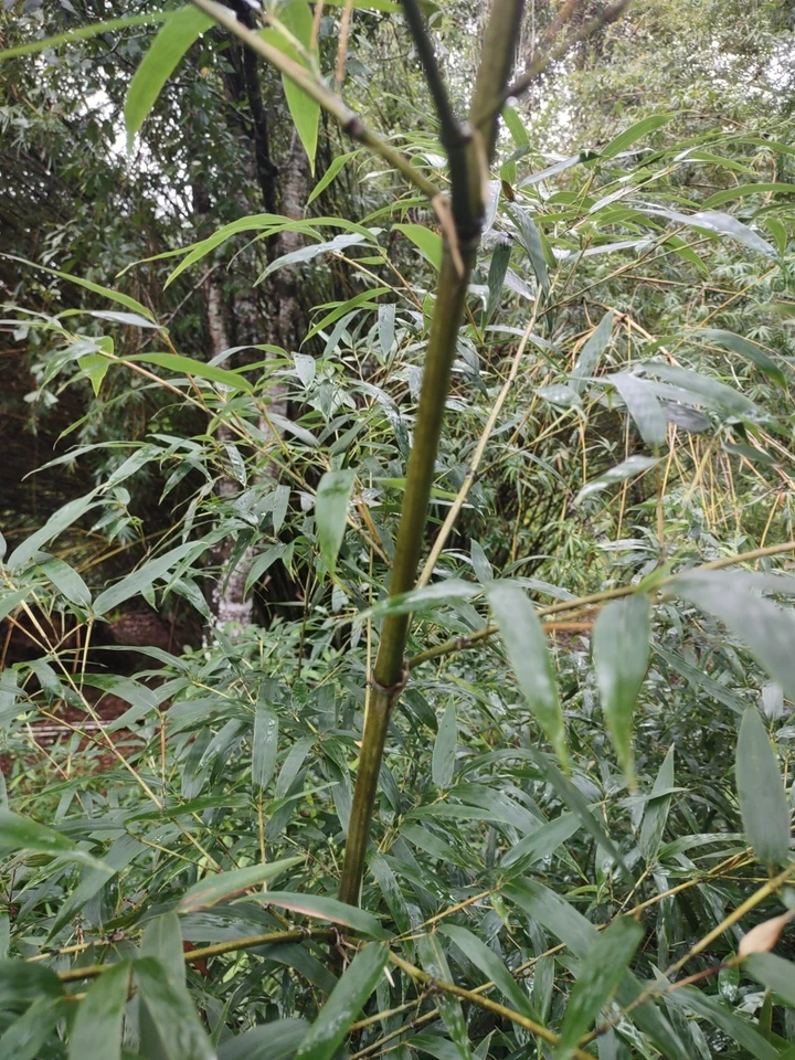 Paquete de 1-12 rizomas de bambú negro (Phyllostachys nigra) • raíz desnuda • crecimiento rápido Foto 4 de 4