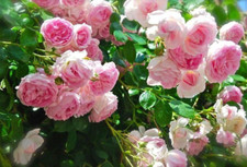 Pink Climbing 50 Rose Bush 50 or 100 Seeds Rare-Free Shipping-USA Seller