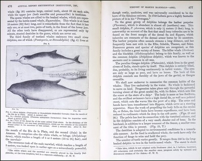 GENEALOGICAL HISTORY OF THE MARINE MAMMALS. WRITTEN BY O. ABEL. AN ARTICLE PUBLI