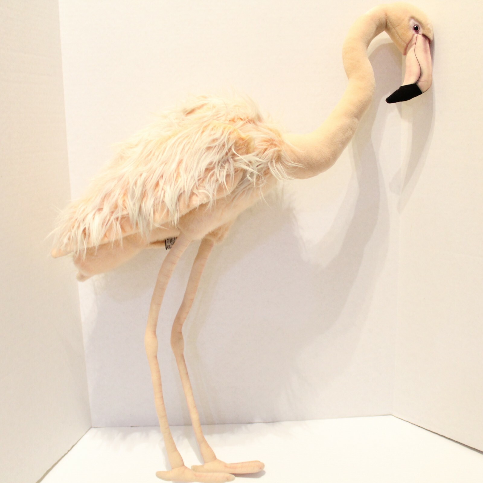 types of white cats with blue eyes